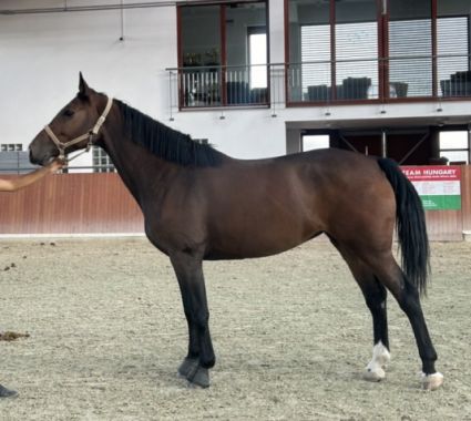 Elad� 7 �ves magyar sportl� kanca 