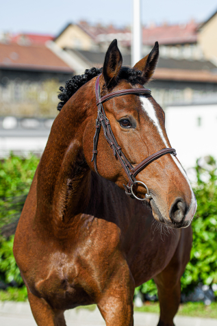 Elad� 7 �ves magyar sportl� kanca 