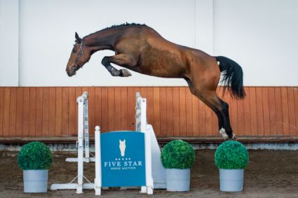 Elad� 7 �ves magyar sportl� kanca 