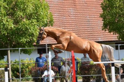 13 �ves magyar sportl� m�n 