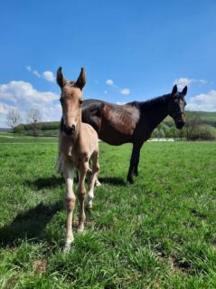 13 �ves magyar sportl� m�n 