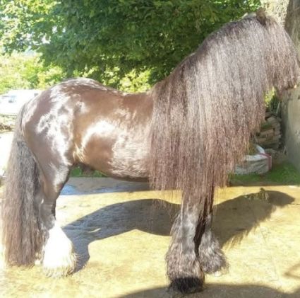 Elad� 8 �ves cob m�n 