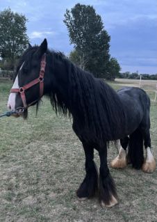 Elad� 8 �ves cob m�n 