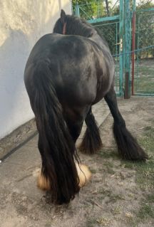 Elad� 8 �ves cob m�n 