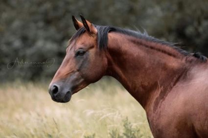20 �ves quarter horse m�n 