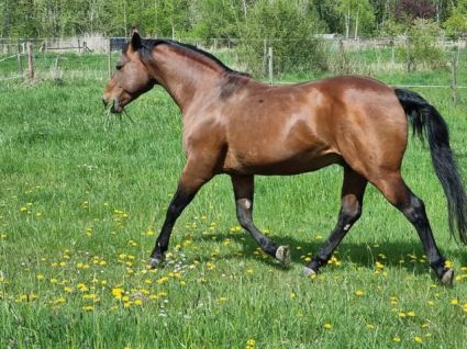 20 �ves quarter horse m�n 