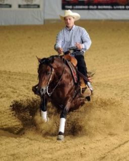 20 �ves quarter horse m�n 