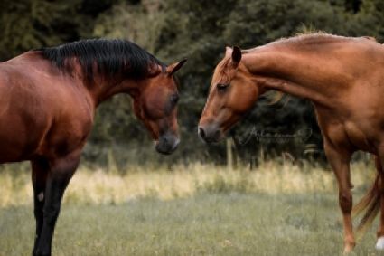 20 �ves quarter horse m�n 