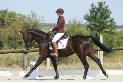 Elad� 7 �ves hannoveri her�lt 