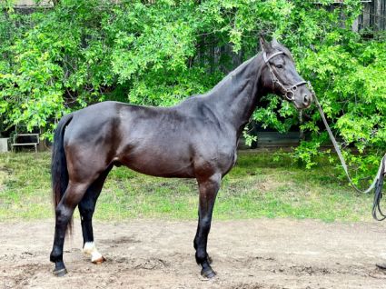 Elad� 7 �ves hannoveri her�lt 