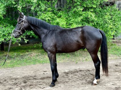 Elad� 7 �ves hannoveri her�lt 