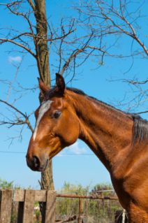 Elad 4 ves magyar sportl mn 