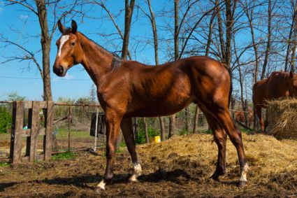 Elad 4 ves magyar sportl mn 