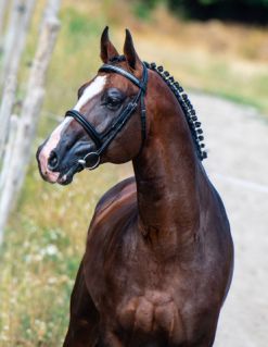 14 ves magyar sportl mn 