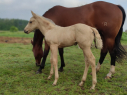 Elad 0 hnapos quarter horse kanca 