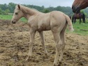 Elad 0 hnapos quarter horse kanca 