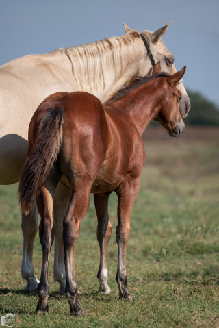 Eladó 7 hónapos quarter horse kanca 
