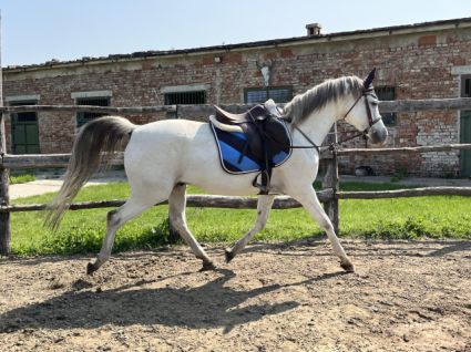 Elad 13 ves arab flvr (arab fajta) herlt 