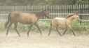 Elad 9 hnapos quarter horse kanca 