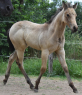 Elad 9 hnapos quarter horse kanca 