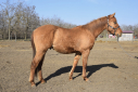 Elad 2 ves quarter horse mn 