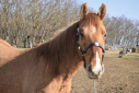 Elad 2 ves quarter horse mn 