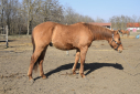 Elad 2 ves quarter horse mn 