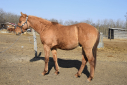 Elad 2 ves quarter horse mn 