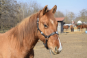 Elad 2 ves quarter horse mn 