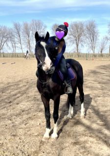 Elad� 6 �ves arab f�lv�r (arab fajta) her�lt 