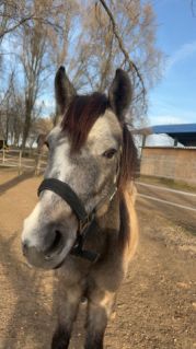 Elad� 6 �ves arab f�lv�r (arab fajta) her�lt 