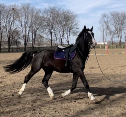 Elad� 6 �ves arab f�lv�r (arab fajta) her�lt 