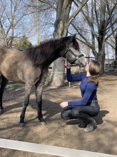 Elad� 6 �ves arab f�lv�r (arab fajta) her�lt 