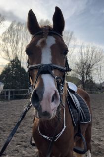 Elad� 6 �ves arab f�lv�r (arab fajta) her�lt 