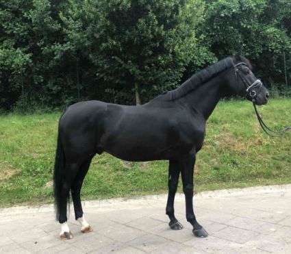 Elad� 8 �ves vesztf�liai m�n 