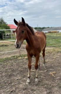 Elad� 3 �ves quarter horse m�n 