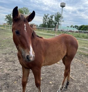 Elad� 3 �ves quarter horse m�n 