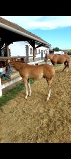 Elad� 3 �ves quarter horse m�n 