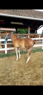 Elad� 3 �ves quarter horse m�n 