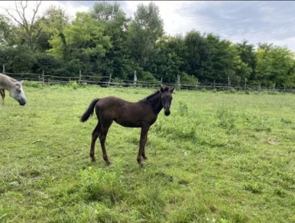 Elad 2 ves lipicai mn 