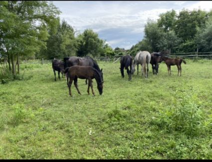 Elad 2 ves lipicai mn 