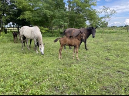 Elad 2 ves lipicai mn 