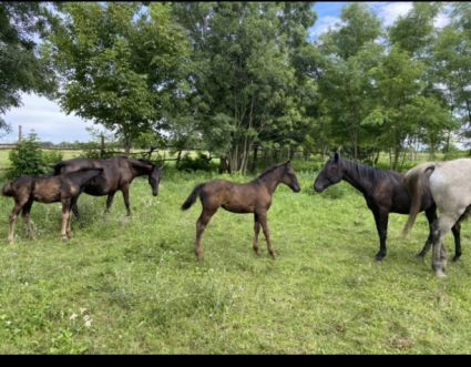 Elad 2 ves lipicai mn 