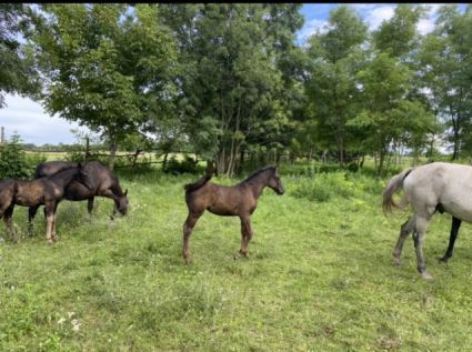 Elad 2 ves lipicai mn 