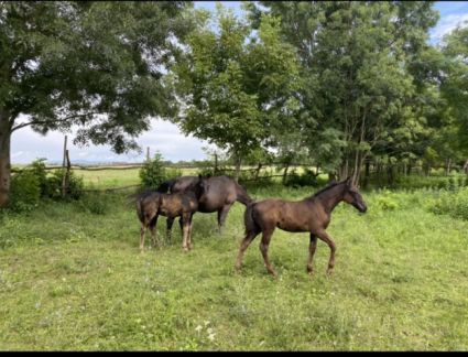 Elad 2 ves lipicai mn 