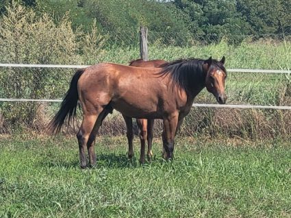 Elad 13 ves quarter horse herlt 