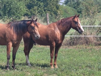 Elad 13 ves quarter horse herlt 