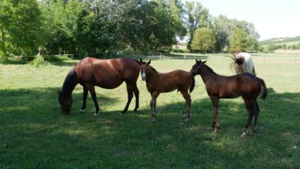 Elad� 2 �ves quarter horse m�n 