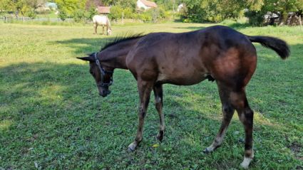 Elad� 2 �ves quarter horse m�n 