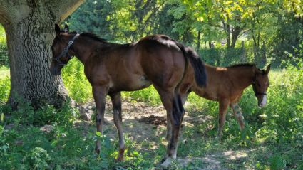 Elad� 2 �ves quarter horse m�n 